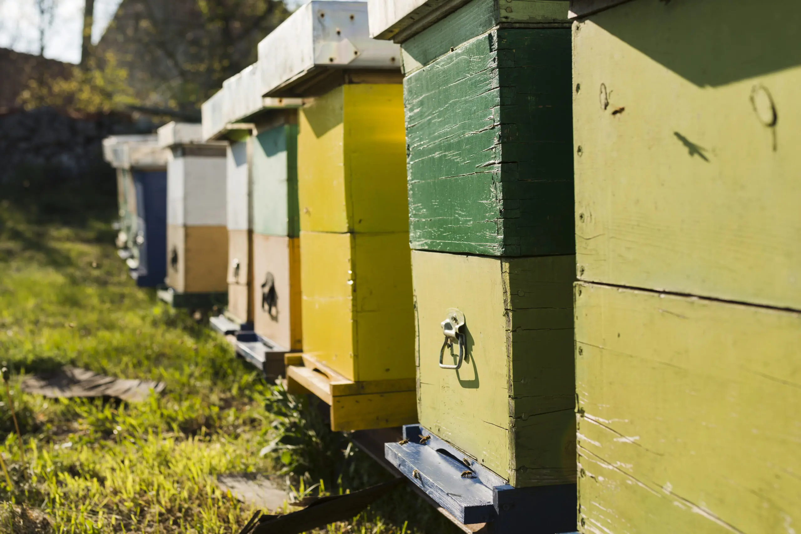 Des abeilles chez Normandie Export Logistics